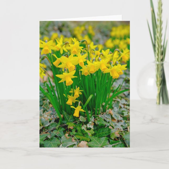 Beautiful narcissus greeting card (Front)