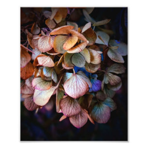 Beautiful Nature Flower Photography Photo Print