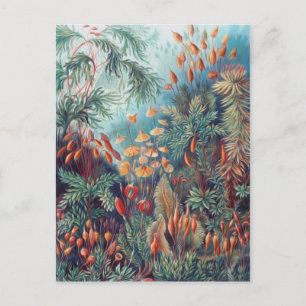Beautiful Nature - Mosses Postcard