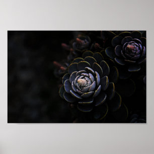 Beautiful Nature Plant Photography Succulent Photo Poster