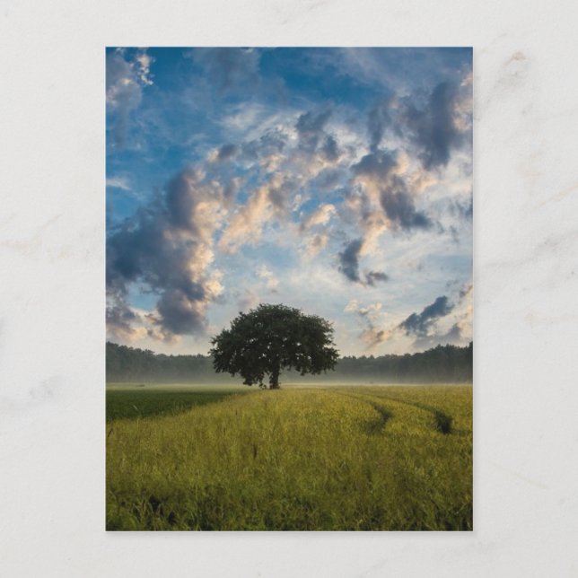 Beautiful nature scenery postcard (Front)