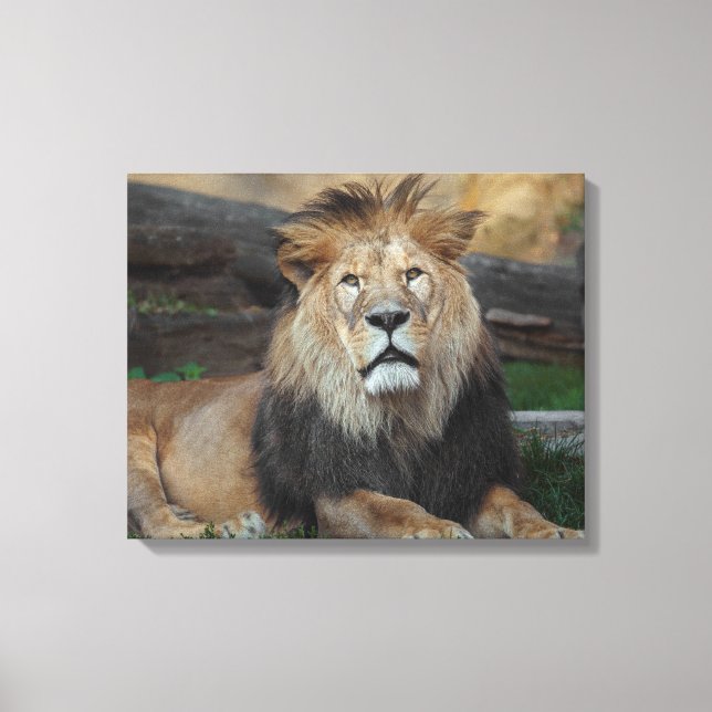Beautiful North African Lion Resting Canvas Print (Front)