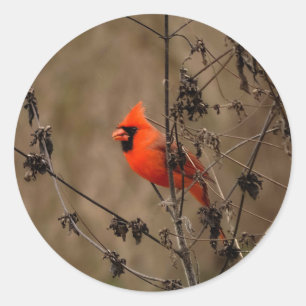 Beautiful Northern Cardinal Classic Round Sticker