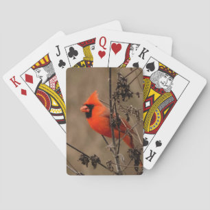 Beautiful Northern Cardinal Personal Playing Cards