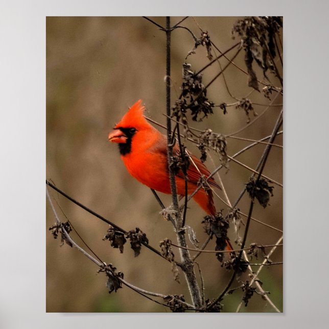 Beautiful Northern Cardinal  Poster (Front)