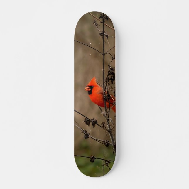 Beautiful Northern Cardinal Skateboard (Front)