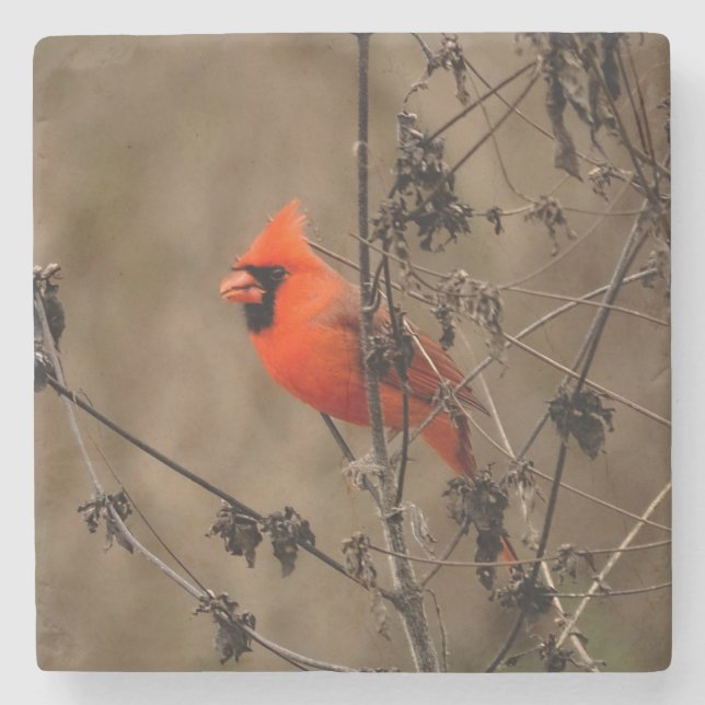 Beautiful Northern Cardinal  Stone Coaster (Front)