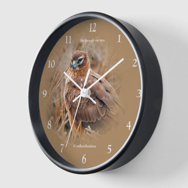 Beautiful Northern Harrier Hawk in the Marsh Wall Clock (Angle)