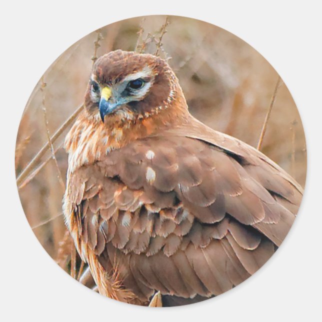 Beautiful Northern Harrier Hawk in the Marshes Classic Round Sticker (Front)
