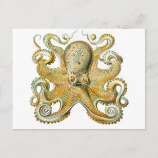Beautiful octopus picture by Haeckel Postcard