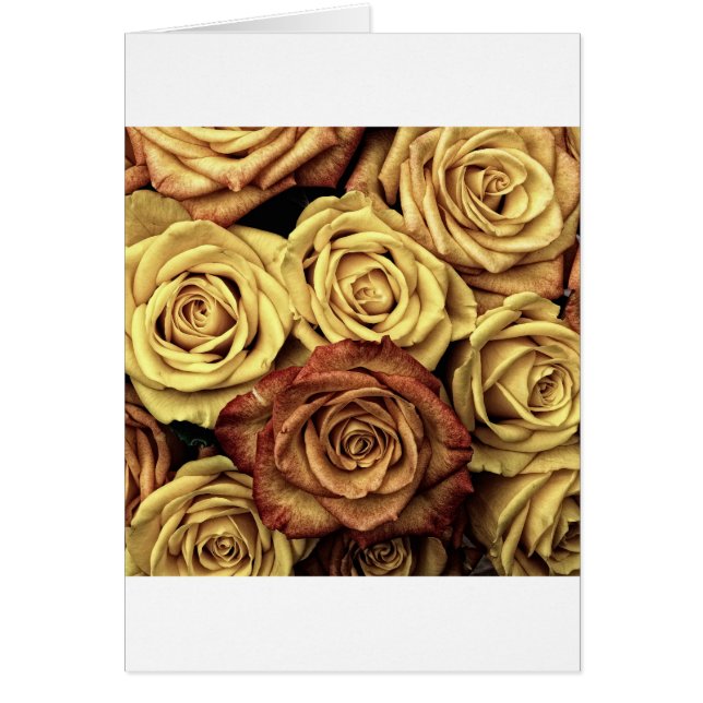 Beautiful Old Roses (Front)