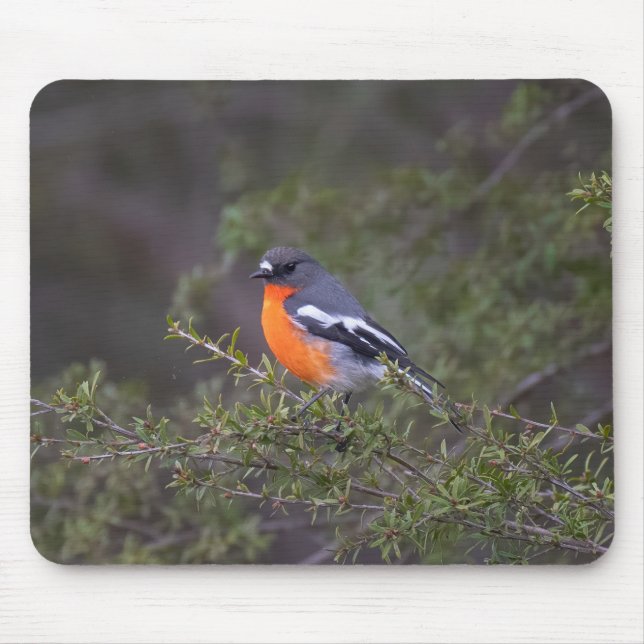 Beautiful Orange Breasted Flame Robin Mouse Pad (Front)