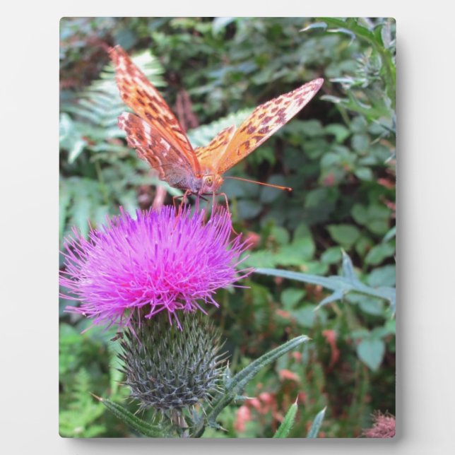 Beautiful Orange Butterfly on Thistle Flower Plaque (Front)