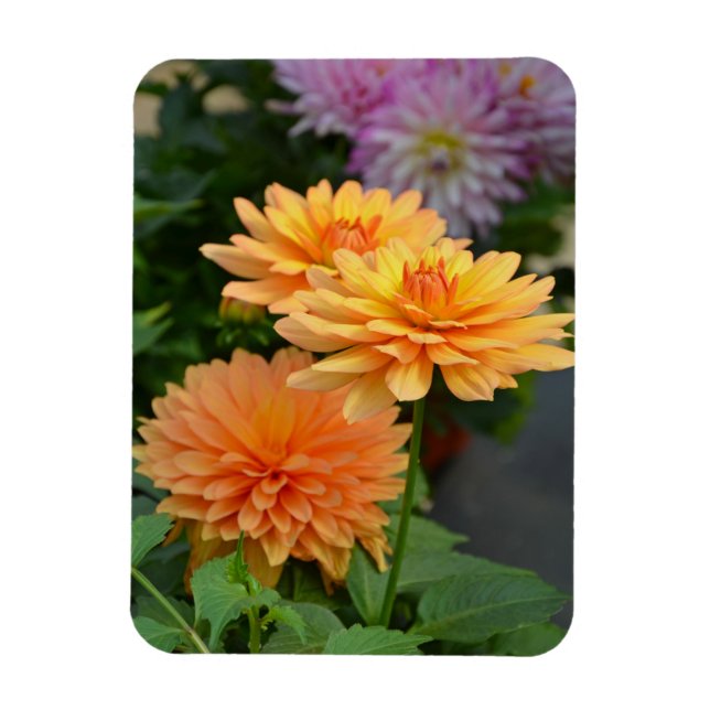 Beautiful orange dahlia flower fridge magnet (Vertical)