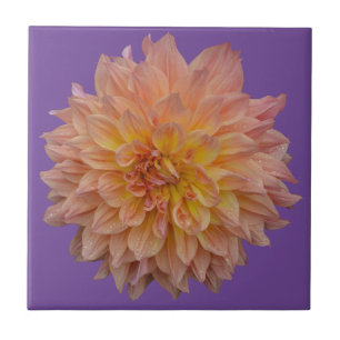 Beautiful orange dahlia tile