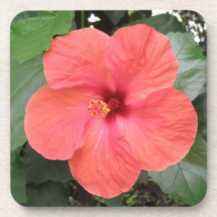 Beautiful Orange Hibiscus Flower Cork Coaster