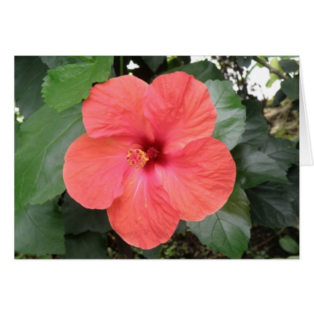 Beautiful Orange Hibiscus Flower Custom Card (Front Horizontal)