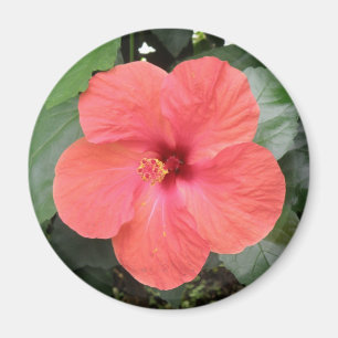Beautiful Orange Hibiscus Flower Magnet