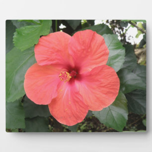 Beautiful Orange Hibiscus Flower Plaque