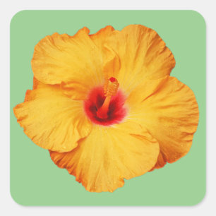 Beautiful orange hibiscus flower square sticker