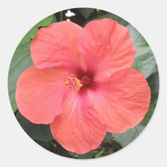 Beautiful Orange Hibiscus Flower Sticker (Front)