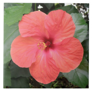 Beautiful Orange Hibiscus Flower Tile