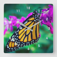 Beautiful orange monarch butterfly close-up photo