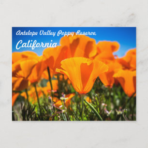 Beautiful Orange Poppy Flowers in a Field Postcard