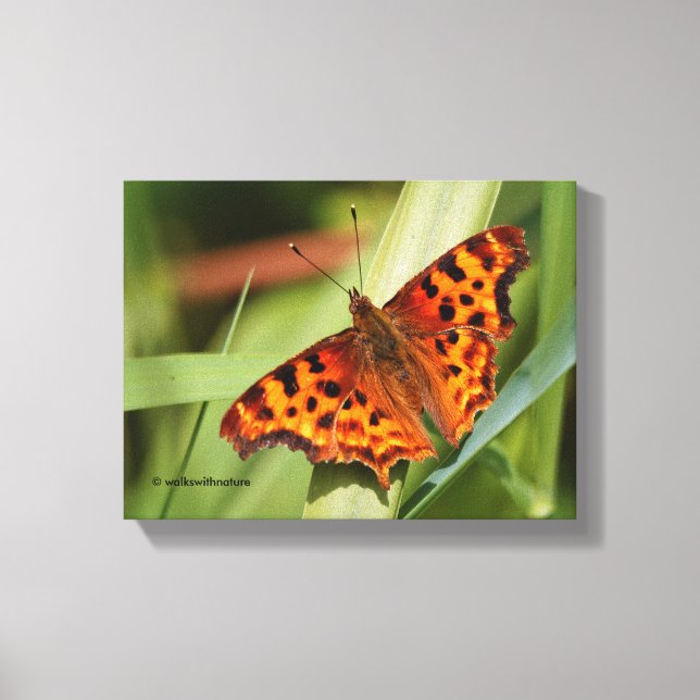 Beautiful Orange Satyr Comma Butterfly Canvas Print (Front)