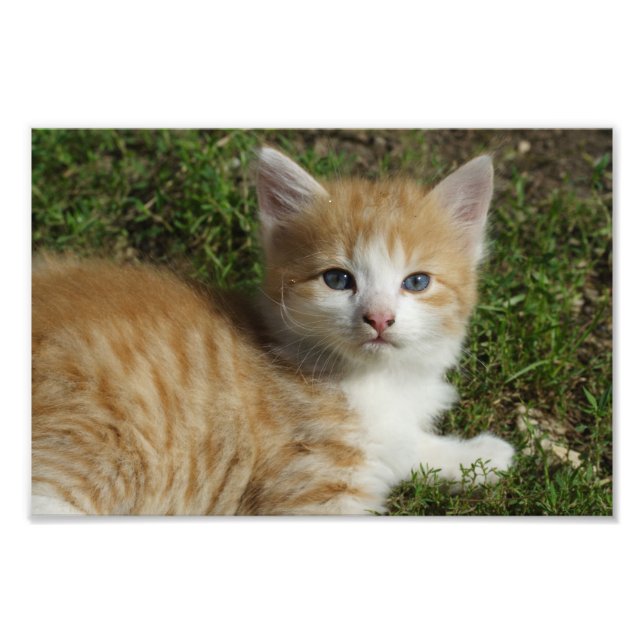 Beautiful Orange Tabby Kitten Photo Print (Front)