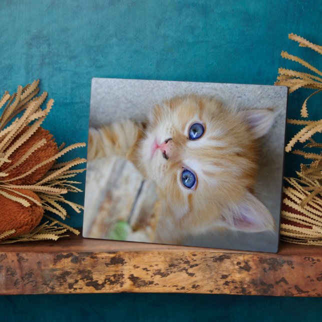 Beautiful Orange Tabby Kitten Plaque (Side)