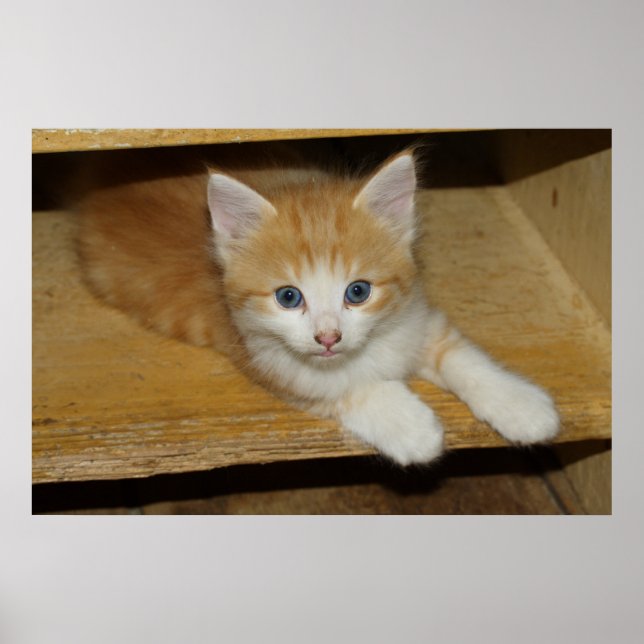 Beautiful Orange Tabby Kitten Poster (Front)