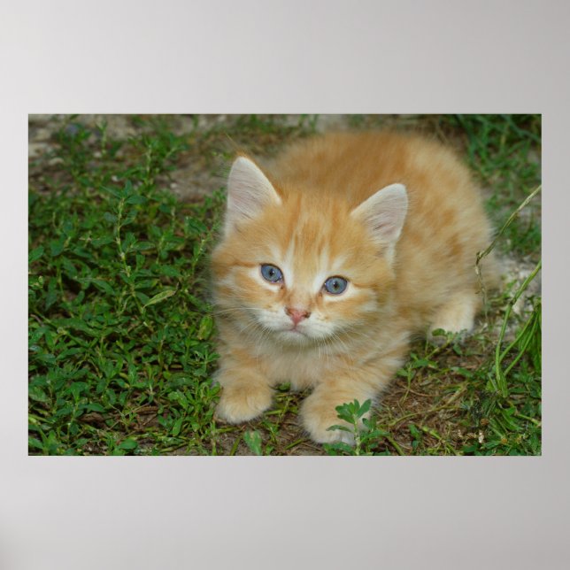 Beautiful Orange Tabby Kitten Poster (Front)