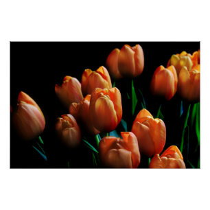 Beautiful Orange Tulips on Black Poster