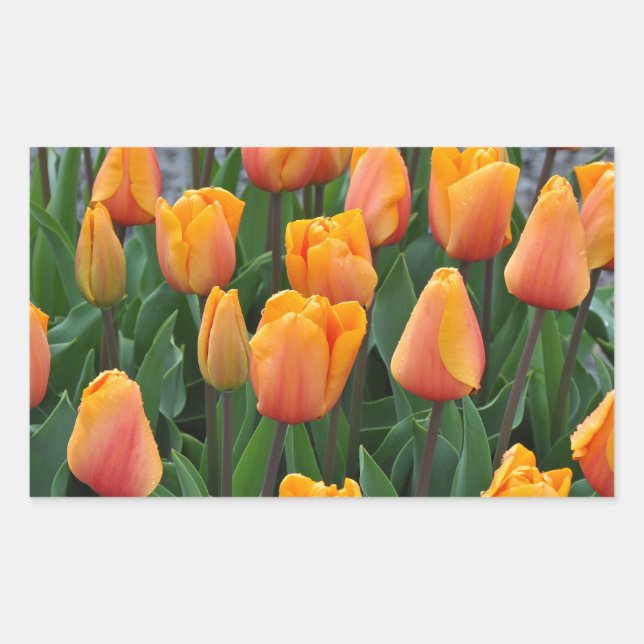 Beautiful orange tulips rectangular sticker (Front)