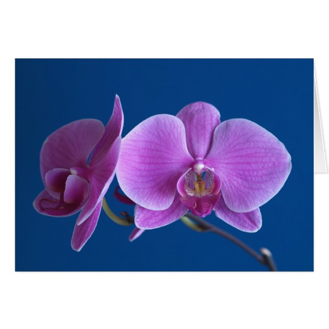 Beautiful Orchid Card (Front Horizontal)
