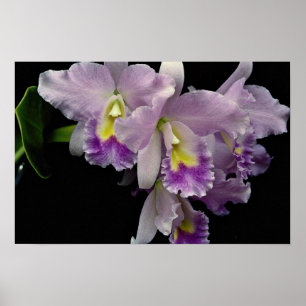 Beautiful Orchid, cattleya (ariel x labiata) Poster