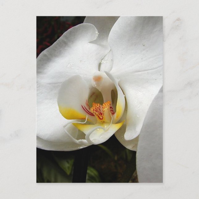 Beautiful Orchid Photographs Postcard (Front)