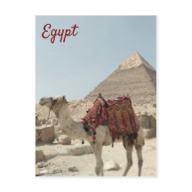 Beautiful oriental, Pyramids Camel Egypt postcard