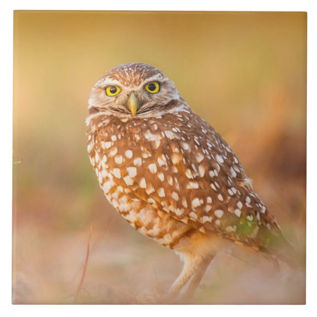 Beautiful Owl Tile (Front)