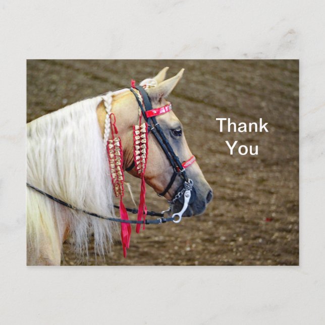 Beautiful Palomino Horse Photo Thank You Postcard (Front)
