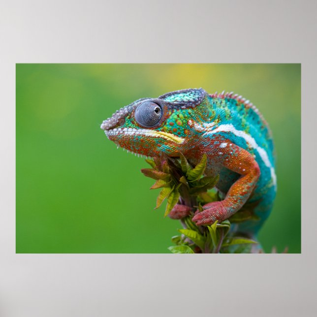 Beautiful panther chameleon poster (Front)
