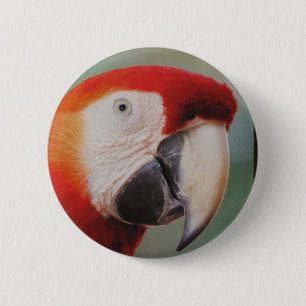 Beautiful Parrot Button