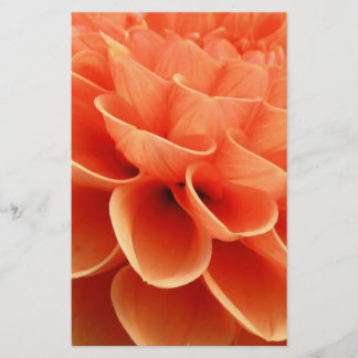 Beautiful Peach Coloured Dahlia Flower Petals
