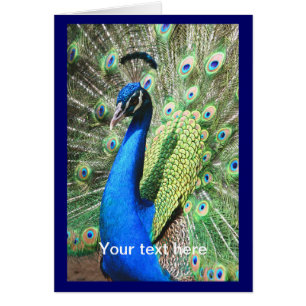 Beautiful Peacock