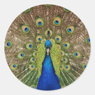 Beautiful peacock and feathers print sticker