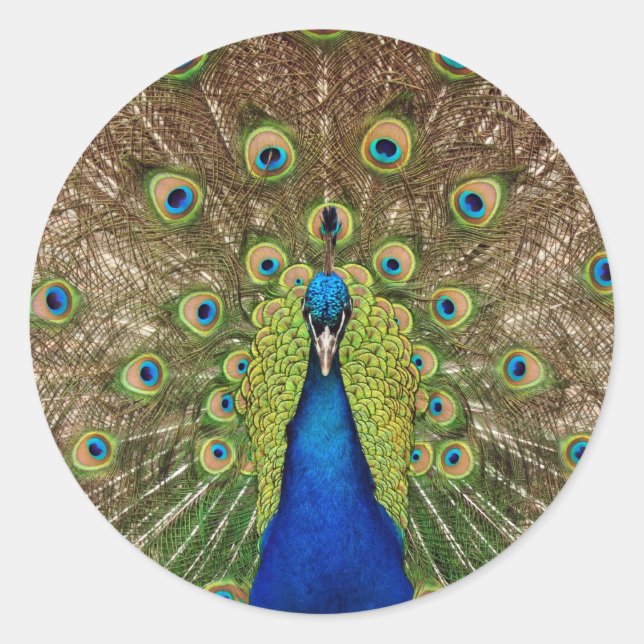 Beautiful peacock and feathers print sticker (Front)