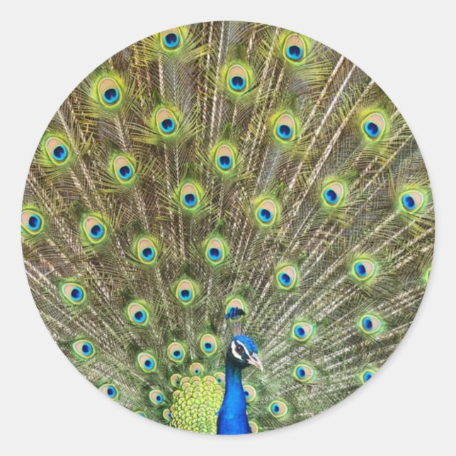 Beautiful peacock bird classic round sticker (Front)