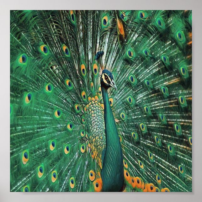 Beautiful peacock bird poster (Front)