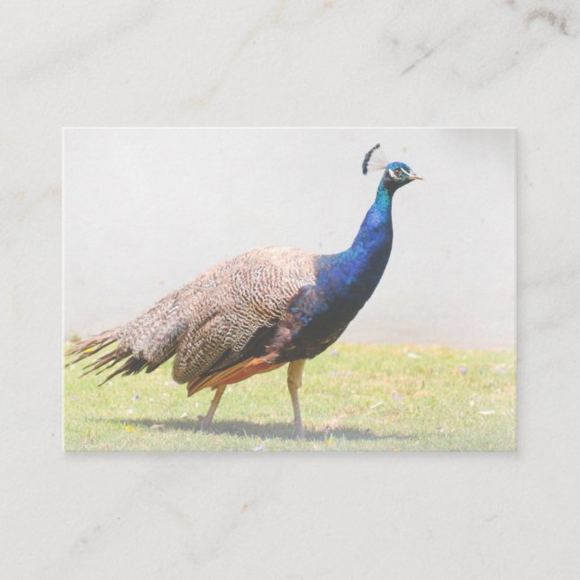 Beautiful Peacock Bird Walking Enclosure Card (Front)